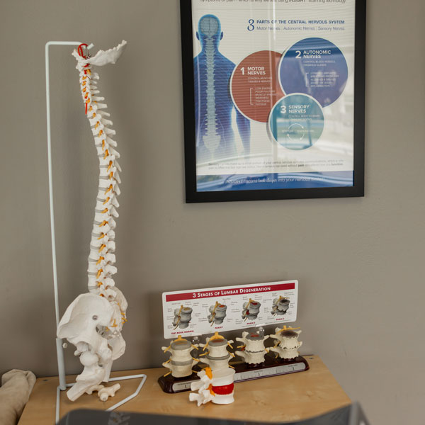 model of spine next to chiropractic poster on wall